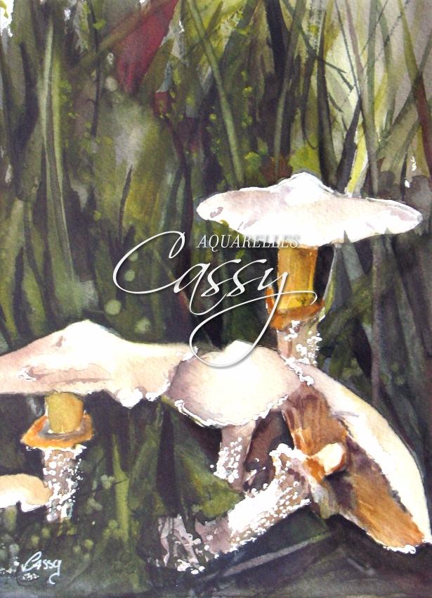 Pholiote Doree - 16 cm X 22 cm